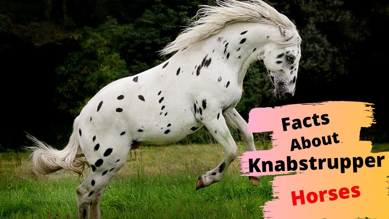 10 интересных фактов о лошадях Knabstrupper