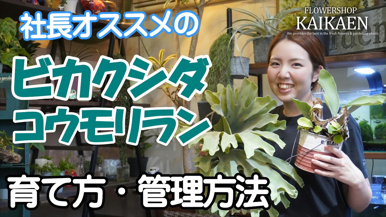 ビカクシダ　コウモリラン　育て方・管理方法【おうちでガーデニング】開花園チャンネル
