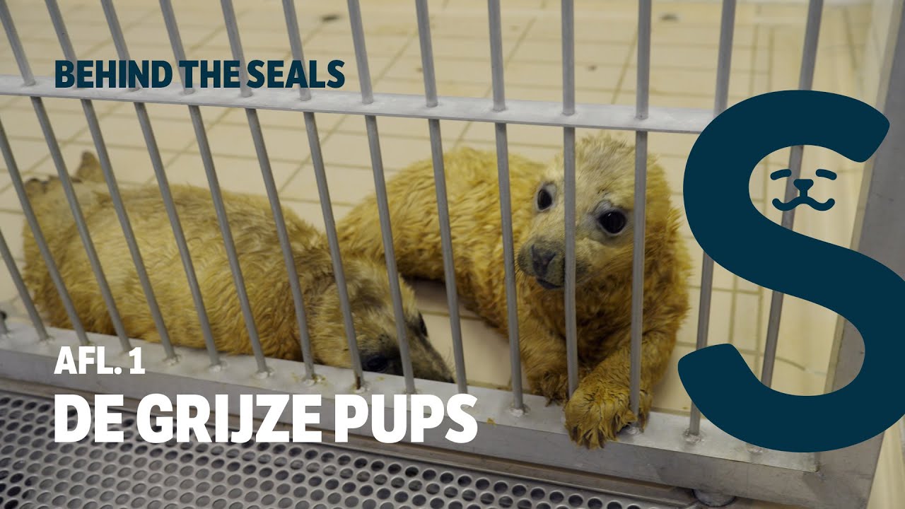 Behind The Seals | Aflevering 1: De grijze pups