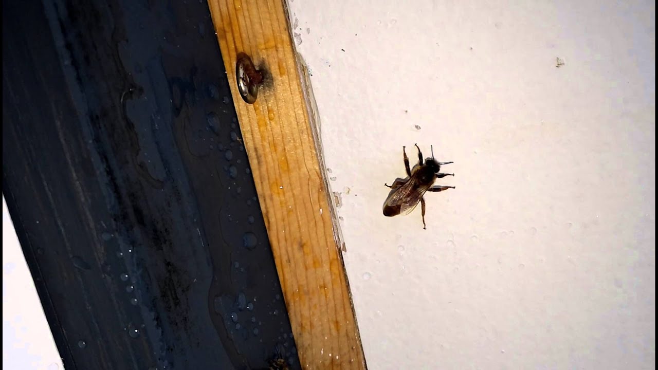 i found 2 virgin queens in front of beehive
