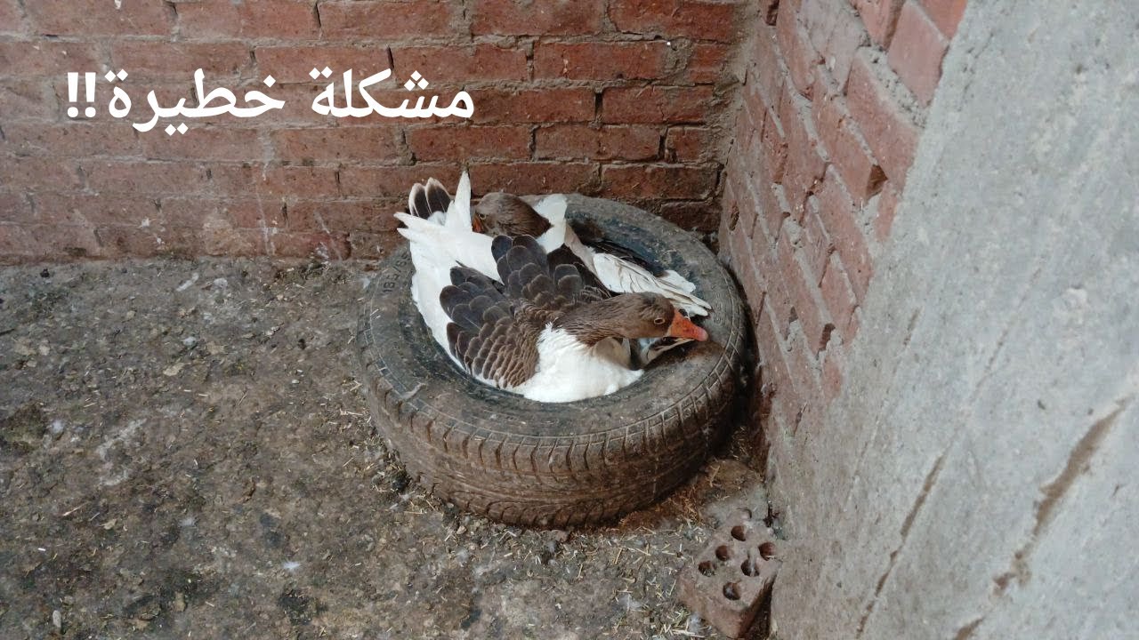 مشكلة الوزتين الراقدين مع بعض | حل مشكلة شائعة في تربية الوز