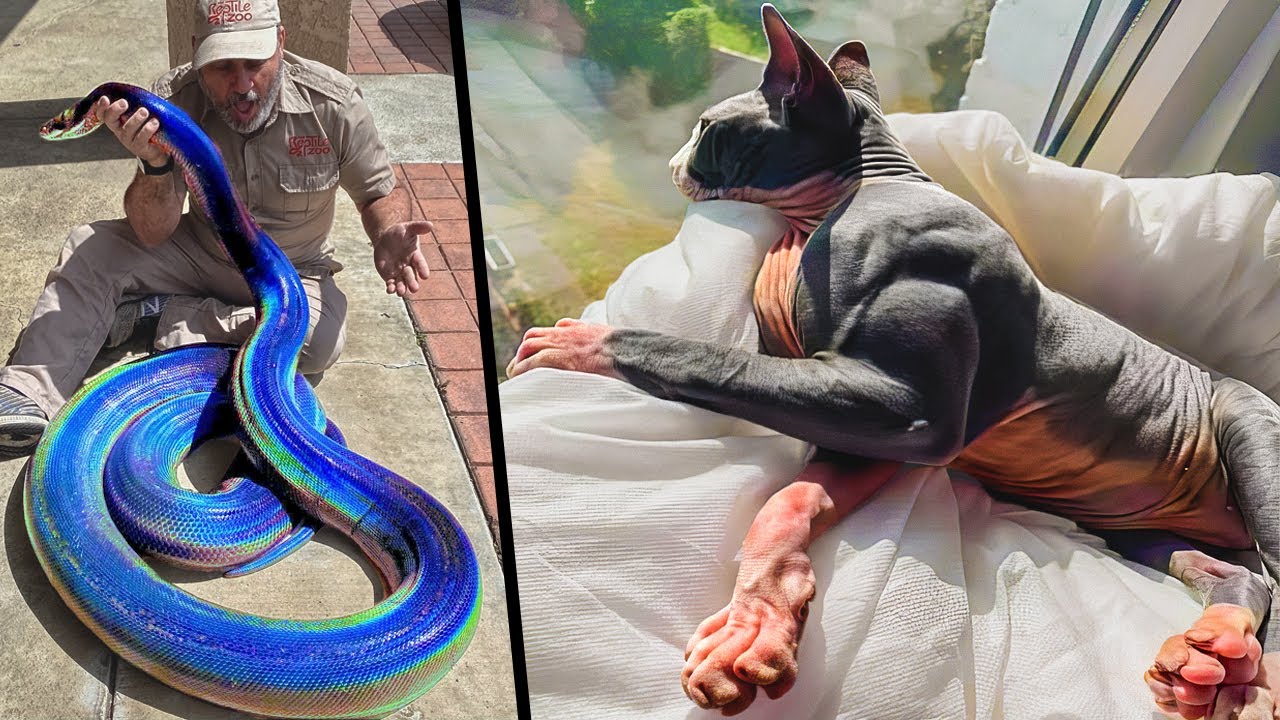 Animais &Uacute;nicos Que Ganharam Na Loteria Gen&eacute;tica