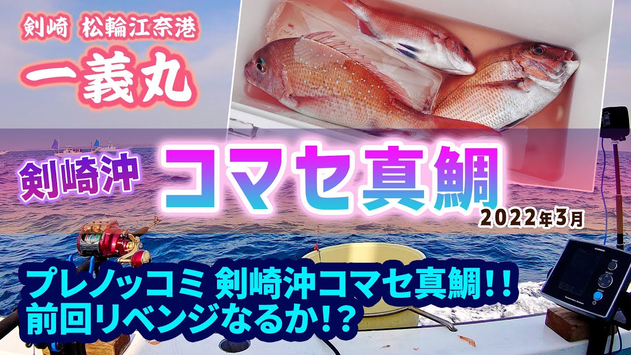 【コマセ真鯛】剣崎沖のコマセ真鯛！プレノッコミ!【松輪江奈港 一義丸28号船】