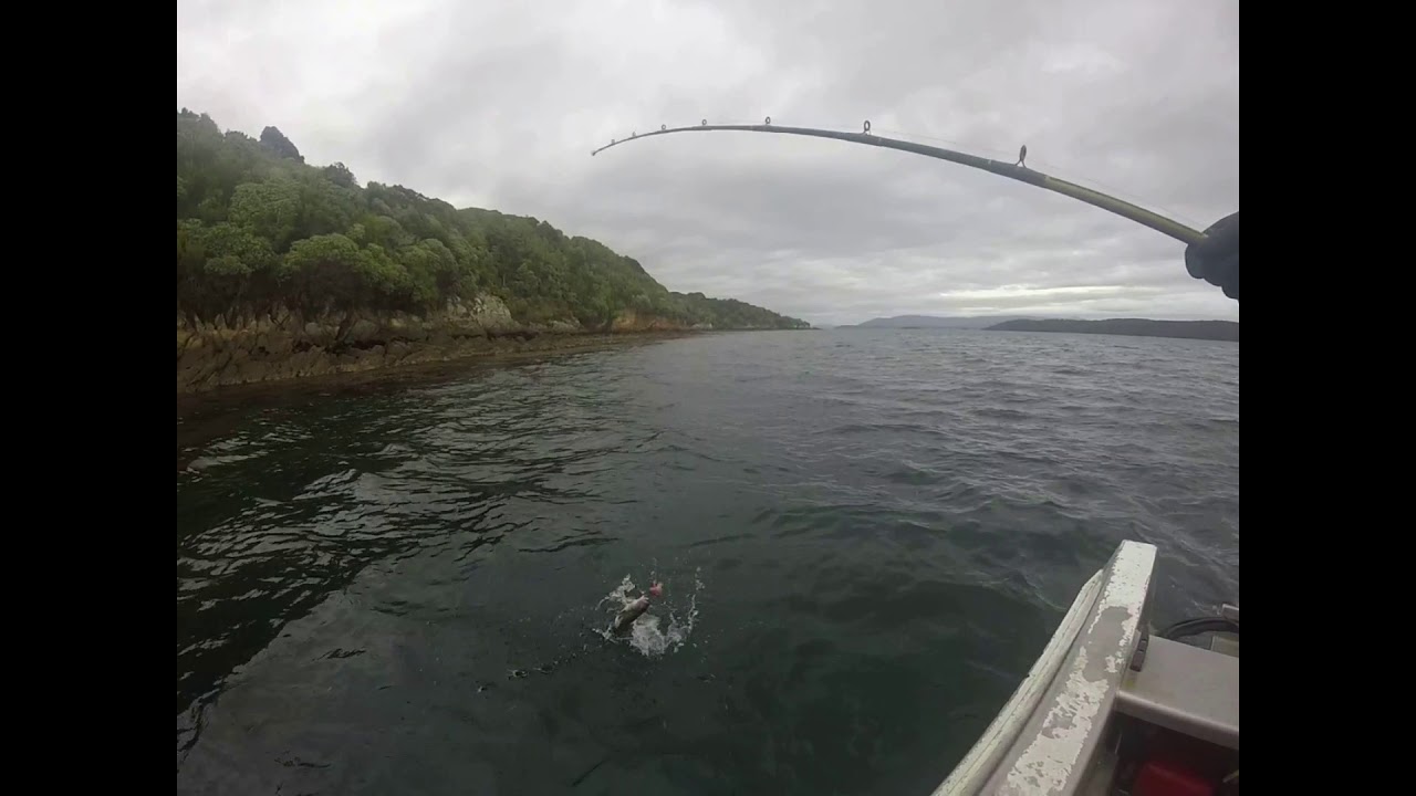 Stewart Island Little Glory Feb 2020