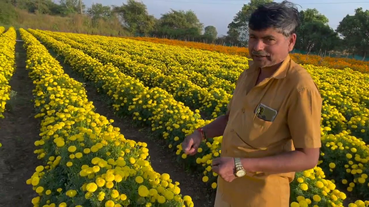 SCT वैदिक झेंडू 1 तोडा 1 टन, तर 24  गुंट्यात  14 टन उत्पादन‼️व्यापारी डोळे झाकून घेतात माल‼️