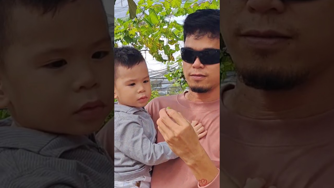 Baby First Time Grapes Picking! #fyp #foryou #happy #grape #dad #thecarmonacrew #viralvideo #shorts