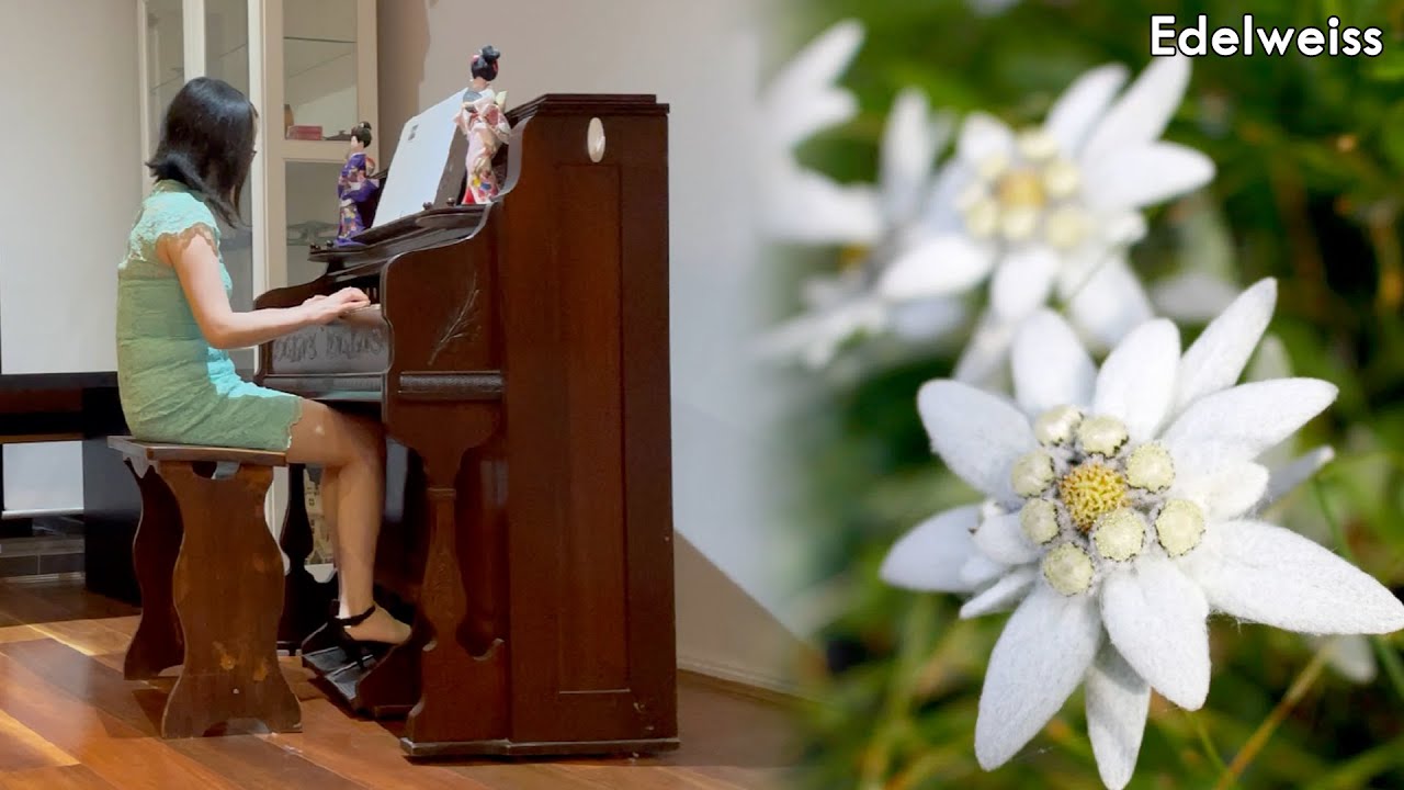 Pump Organ - Edelweiss