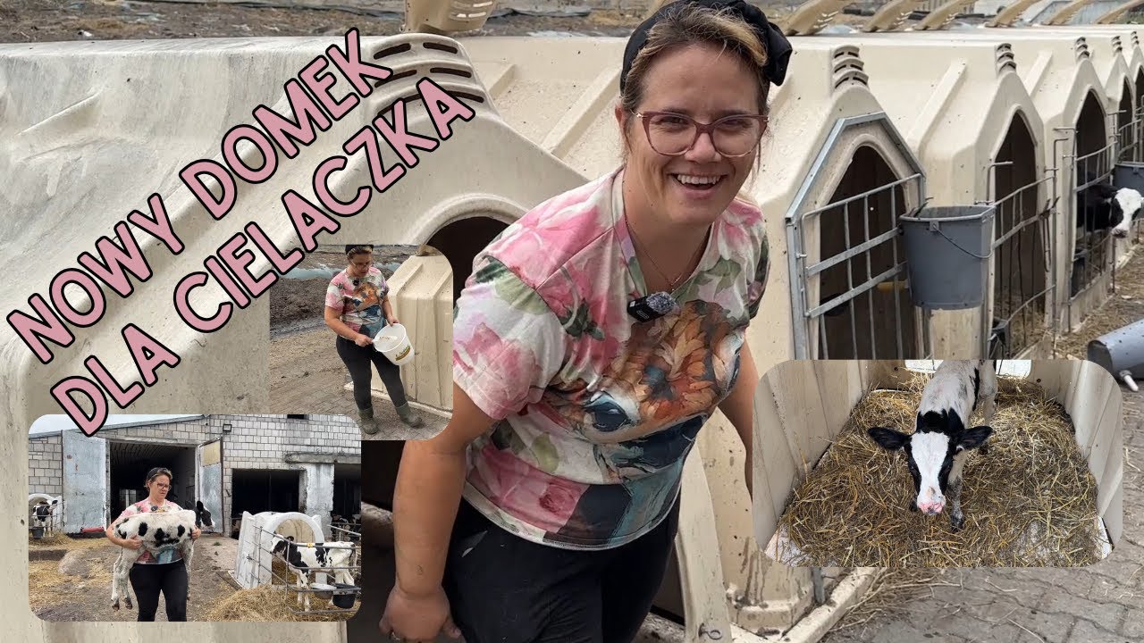 Calf Tel budka dla pierwiastka Czy dam radę sama przygotować Justyna i Łukasz Rolnicy z Podlasia