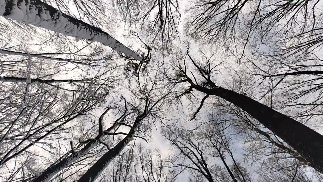 Trees dancing in the wind 🍃
