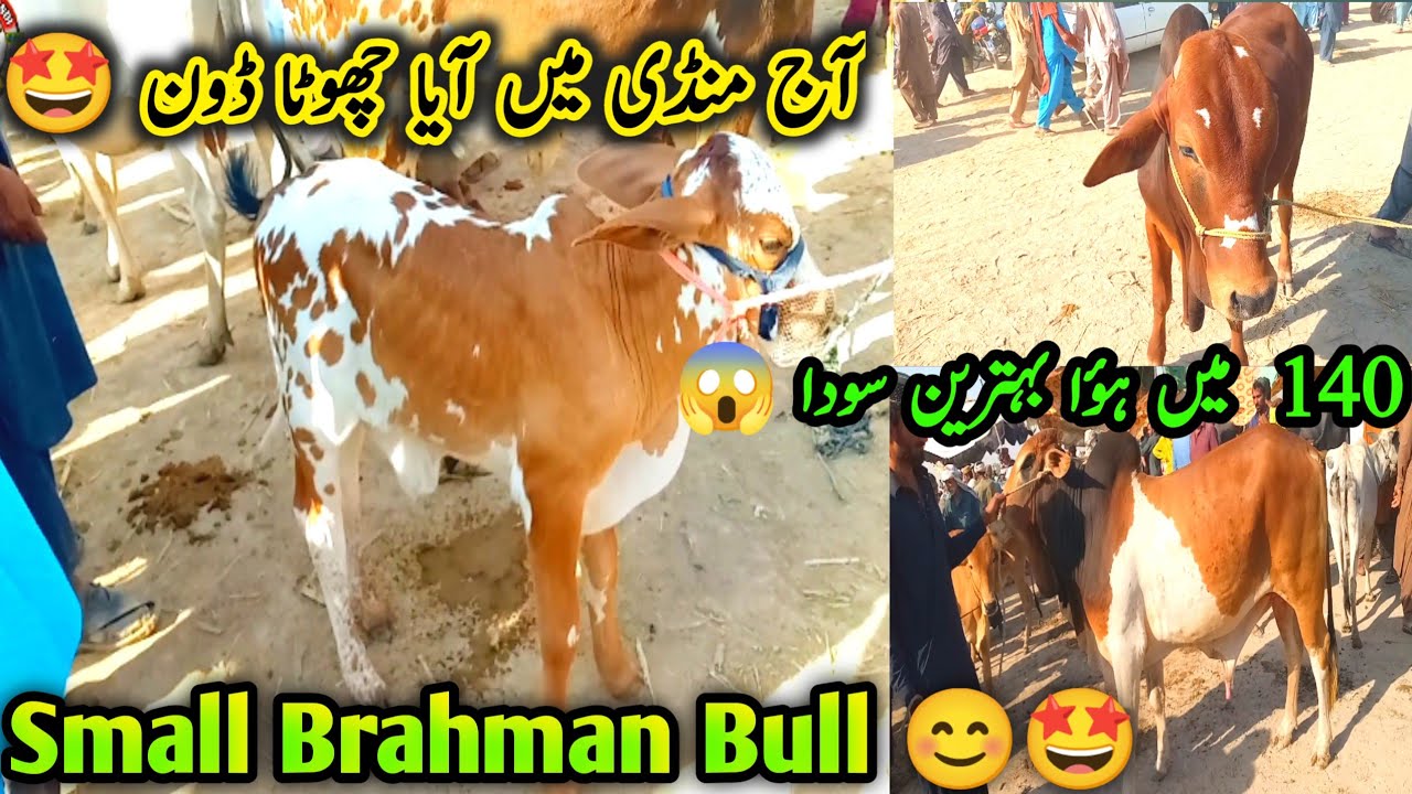 District Kashmore Mandi Latest Update 😱| Rates Update | cow mandi update