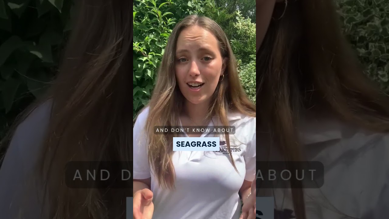 90% of UK Seagrass Lost: Here&rsquo;s How You Can Help Ocean Conservation Efforts