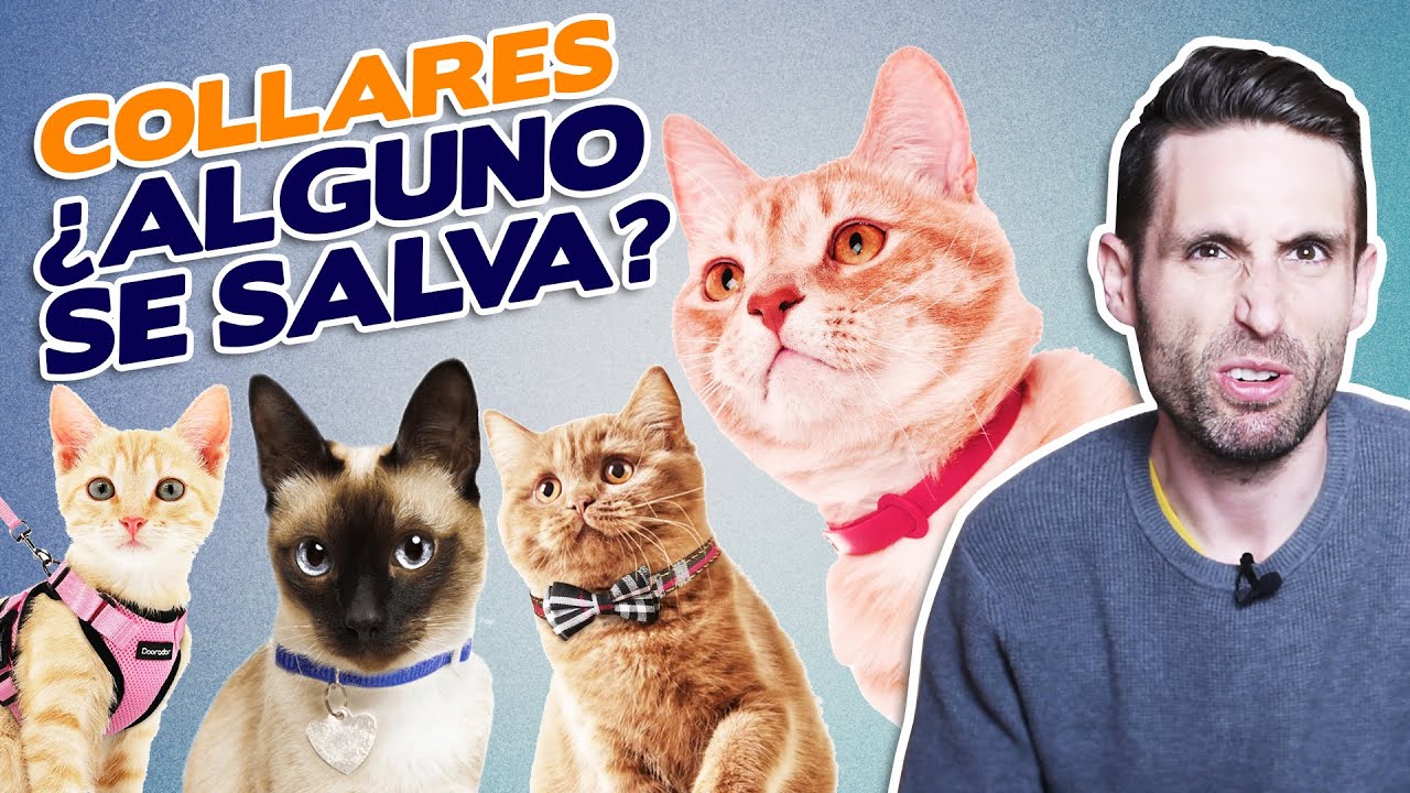 COLLARES para GATOS: ¿A FAVOR o EN CONTRA? 😼 | Los MEJORES y PEORES COLLARES para gatos