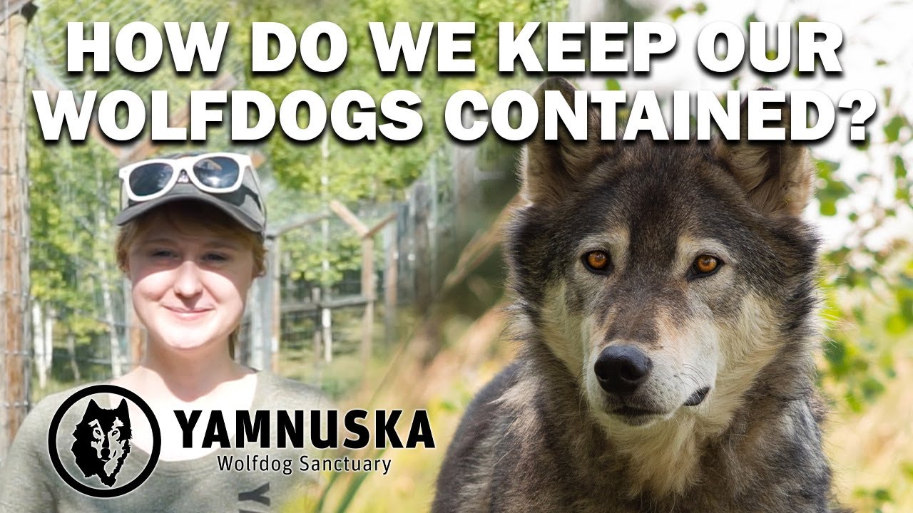 Learn all about the wolfdog's containment needs at Yamnuska Wolfdog Sanctuary!