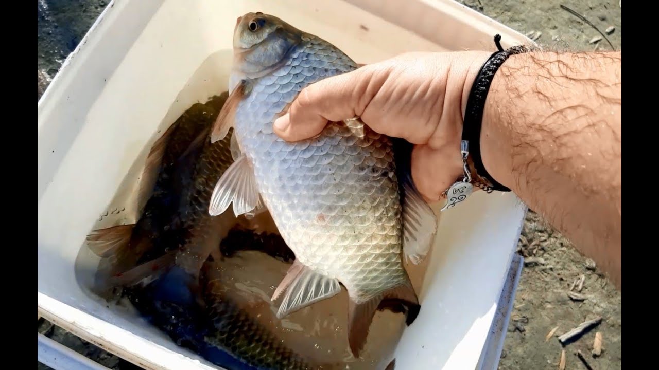 Pescuit pe Jiu cu Nada Fulger Pescuit pe Salbatic Pescuit la Caras Salbatic in Judetul Dolj
