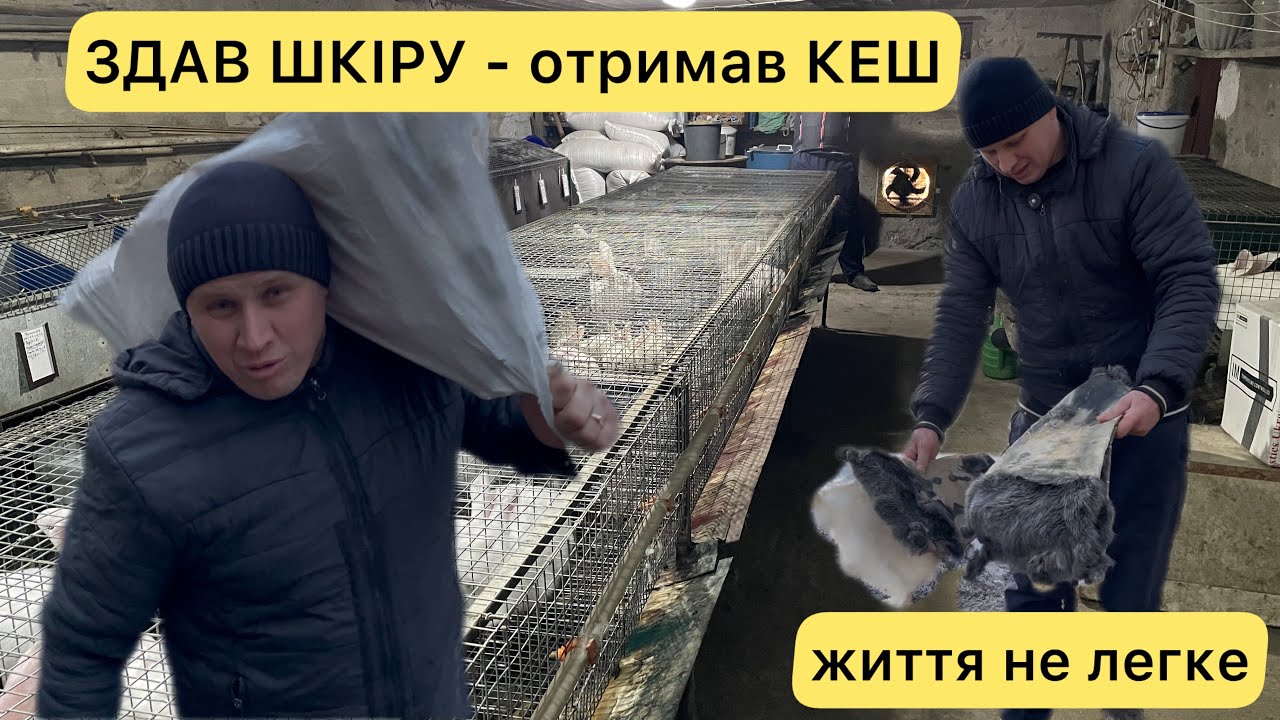 СТАВЛЮ КРАПКУ! ПО СКІЛЬКИ ЗДАВ ШКІРУ КРОЛИКА? КРОЛЕФЕРМА ЯКА ПРИНОСИТЬ ГРОШІ!?