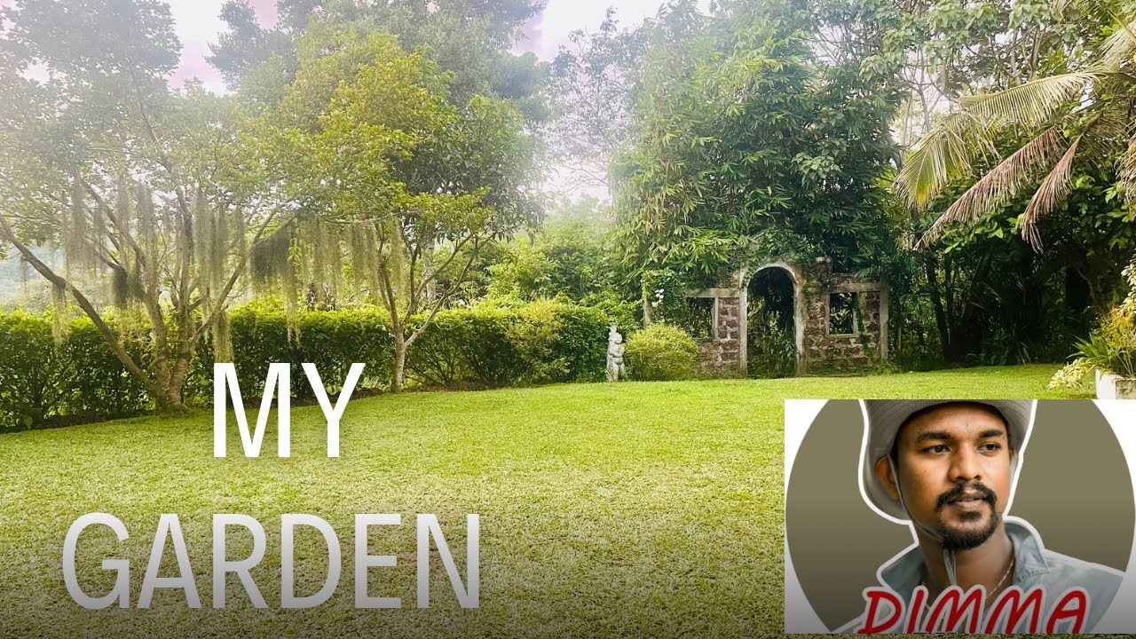 තනියම හදපු මගේම වත්ත 😍 My Garden | Green Garden Photo Location