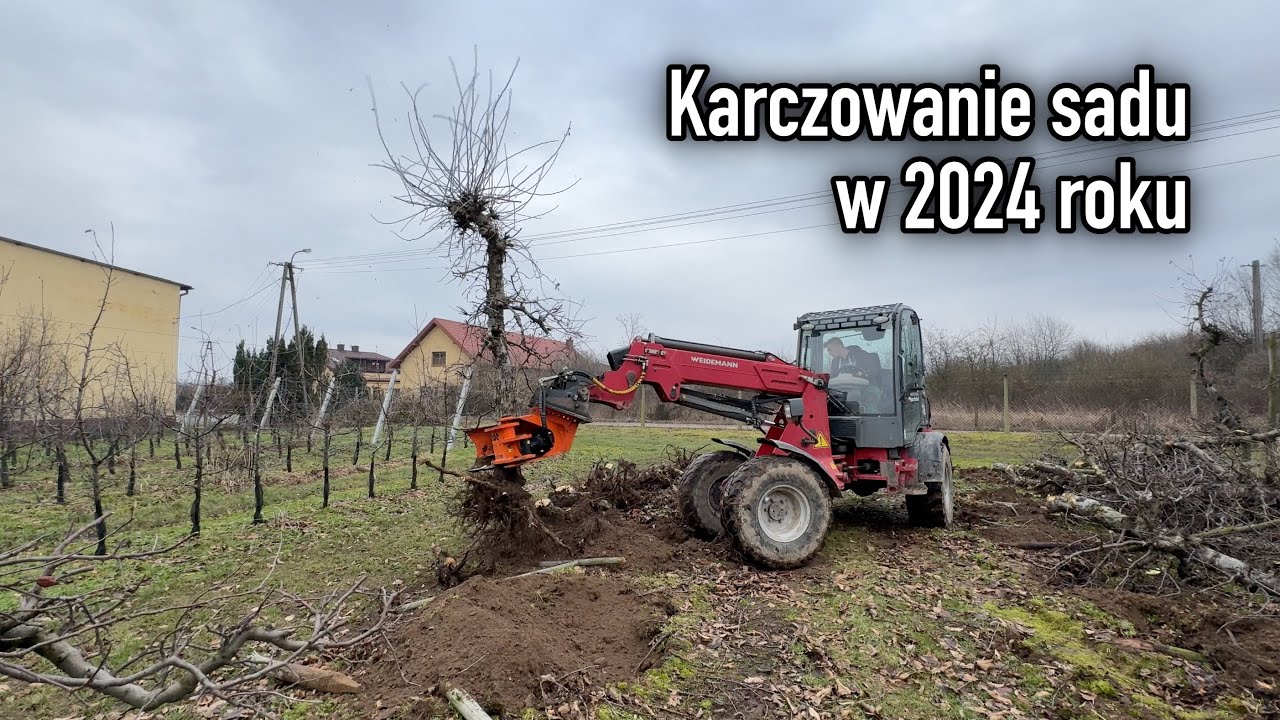 Karczowanie sadu / wyrywanie drzew z korzeniami w 2024 roku