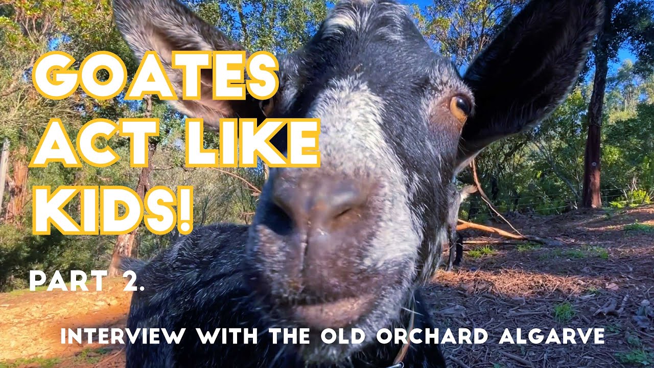 Interview with The Old Orchard Farm Algarve, Monchique Portugal (Part 2)