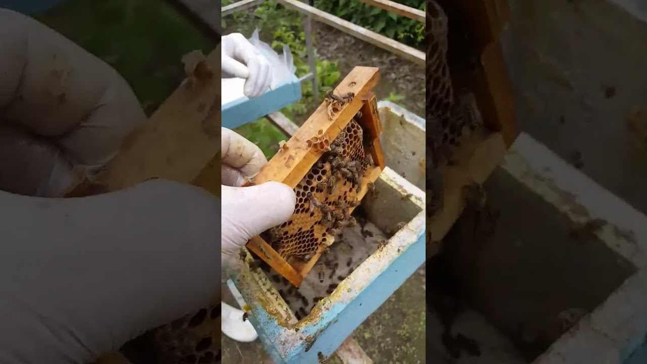 Ana arı kutusunu verimli kullanma, ana arı kutusunu optimum kullanma Halil Bilen