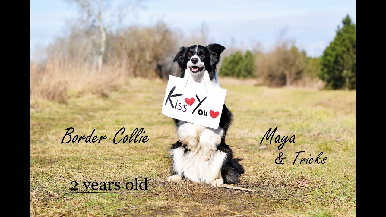 Border Collie Maya | Amazing Dog Tricks❤