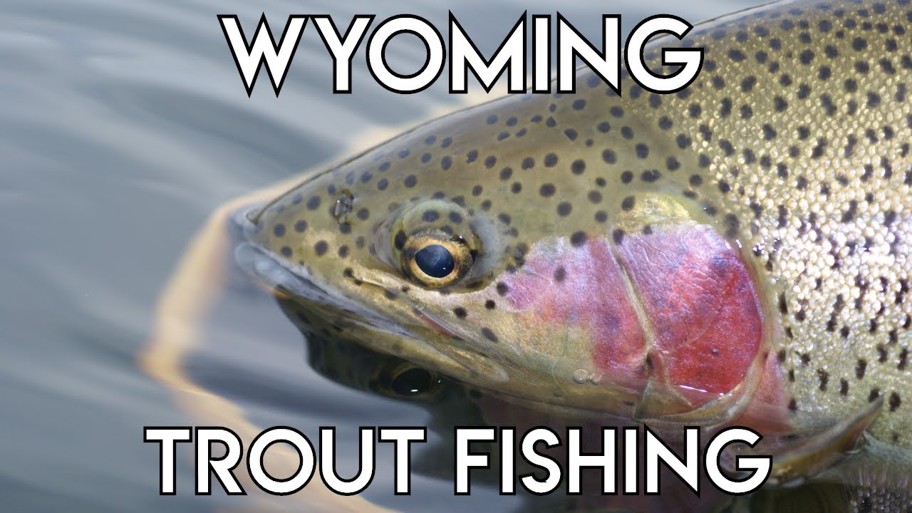 Casper Wyoming Trout
