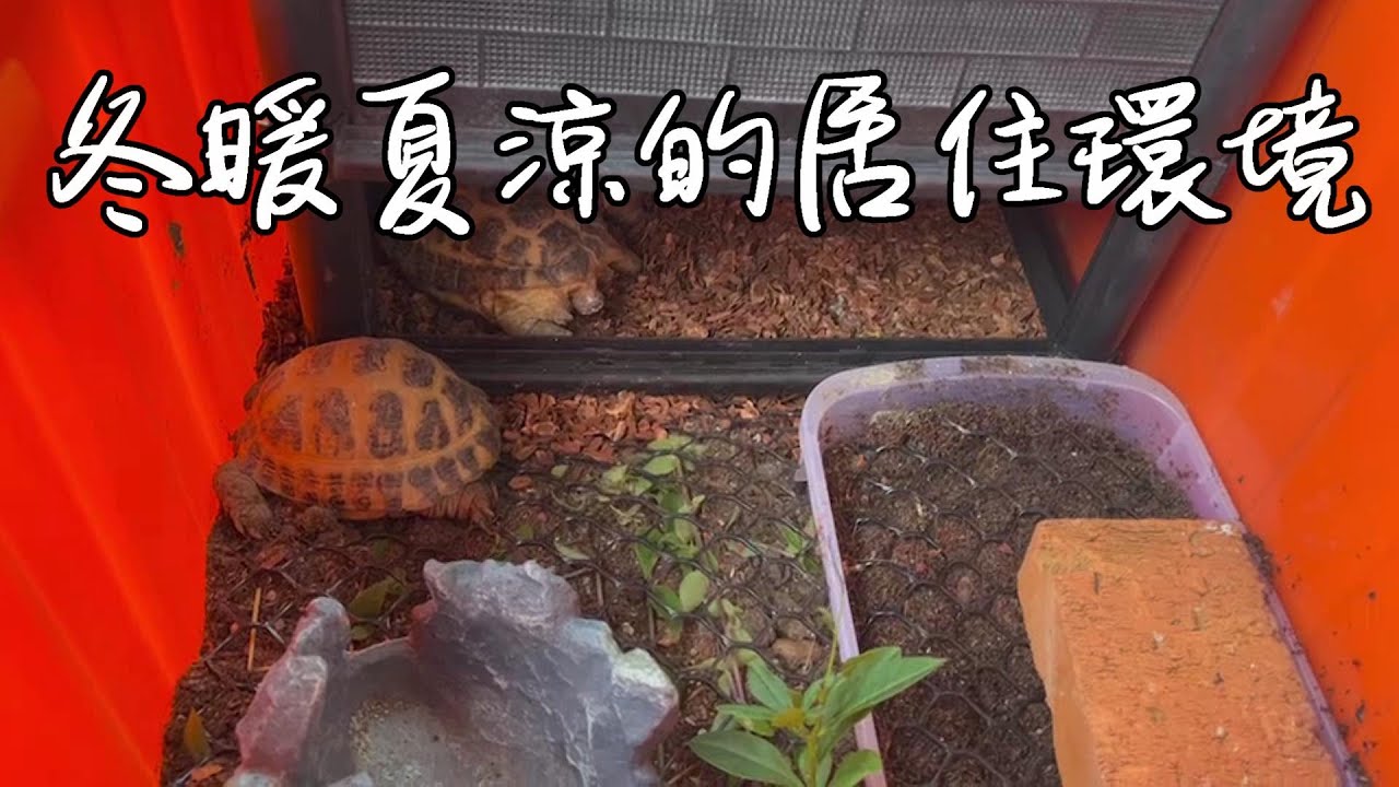 四指陸龜戶外土養【九桃分享養爬蟲-《Reptiles》】