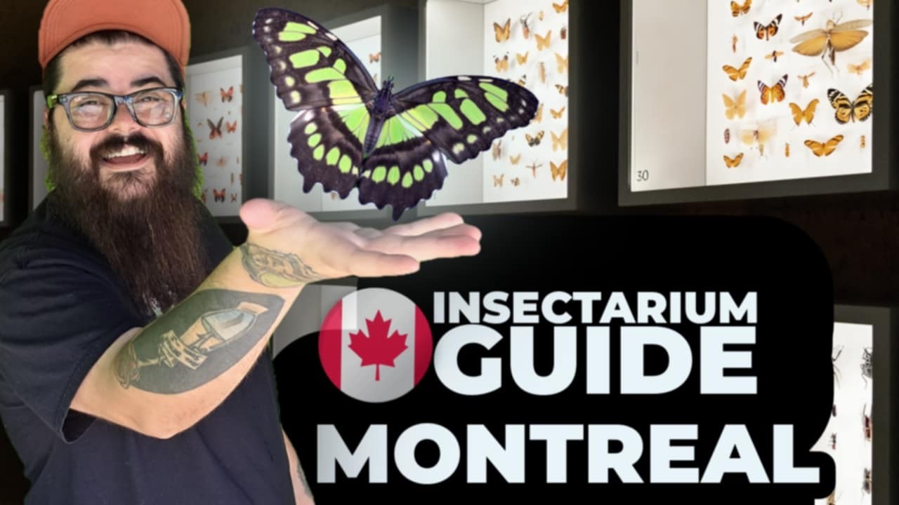 Montreal Insectarium Ultimate Guide | Things to Do in Montreal