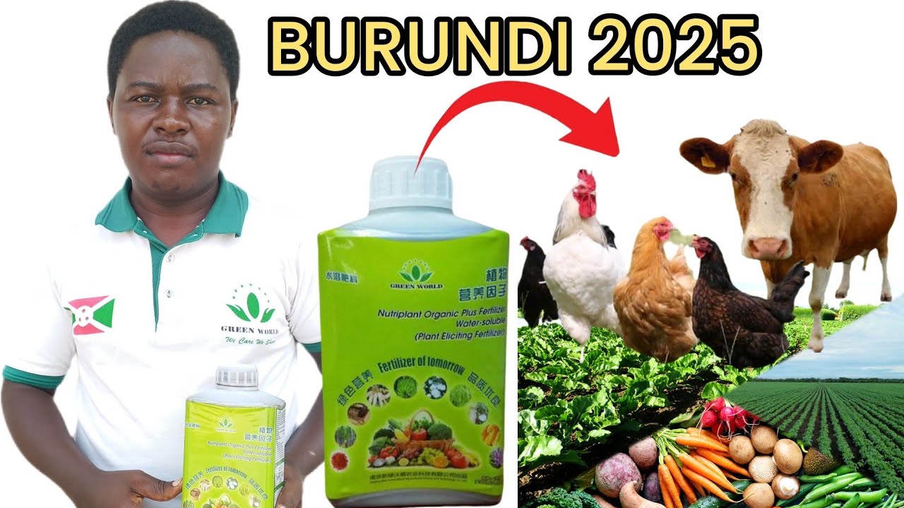 BIRATANGAJE UKUNTU IYI NTABIRE IBA INGABURO Y'IBITUNGWA // AKAMARO KA NUTRIPLANT KU BARUNDI 