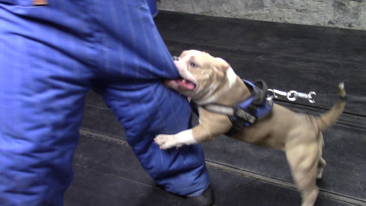Exotic Bully 