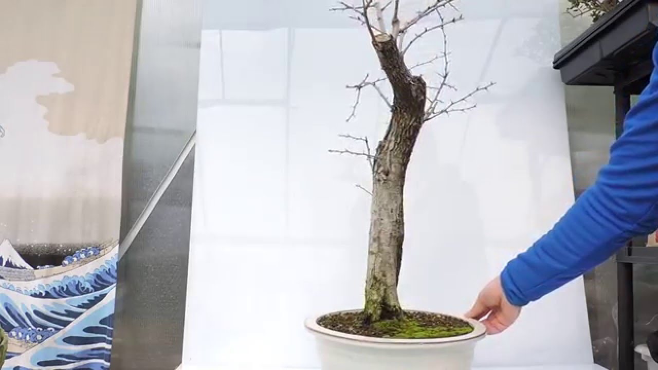 Bonsái (Prebonsai) Crataegus 2