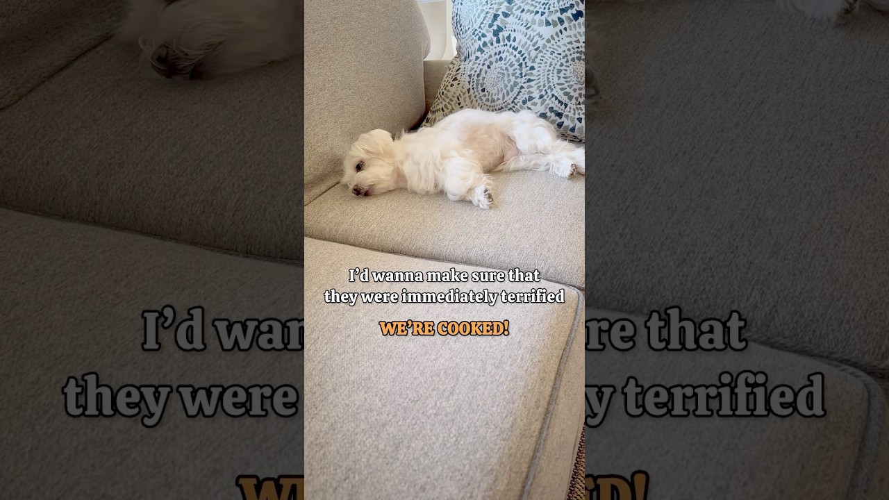 He would protect us through 😜 #maltese #dog #maltesedog #doggo #doglover #malteselovers