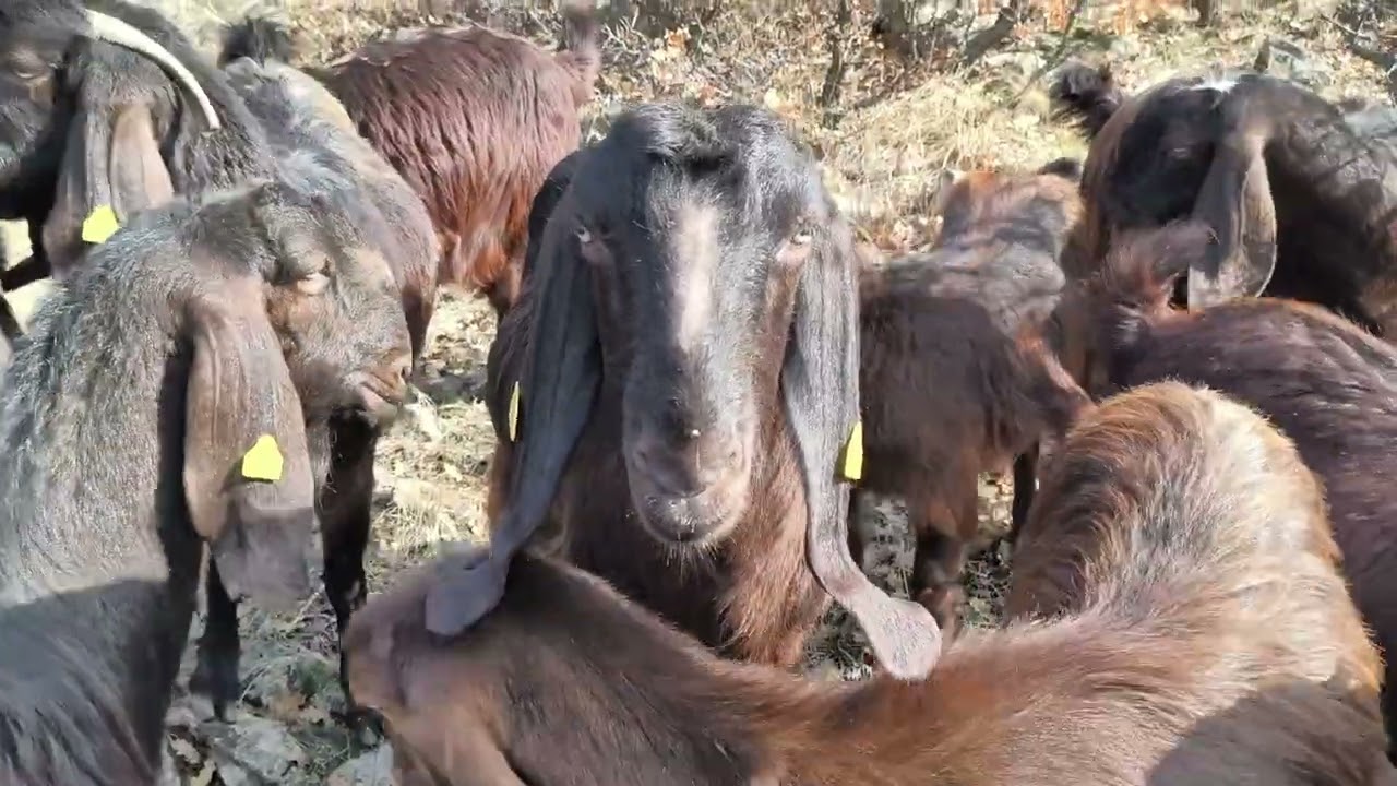 Yaylım sohbet 