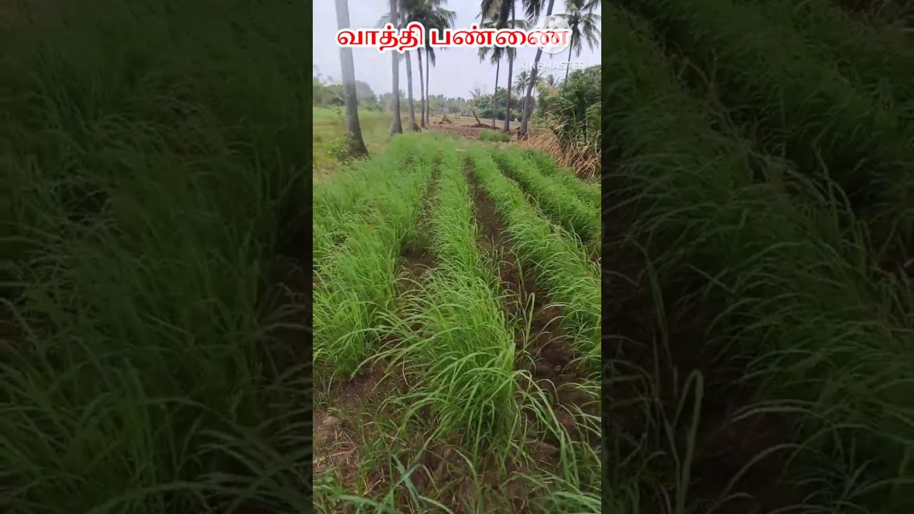 Best Jinjuwa seed | Goat farm success secret| Goat Fodder 🐐