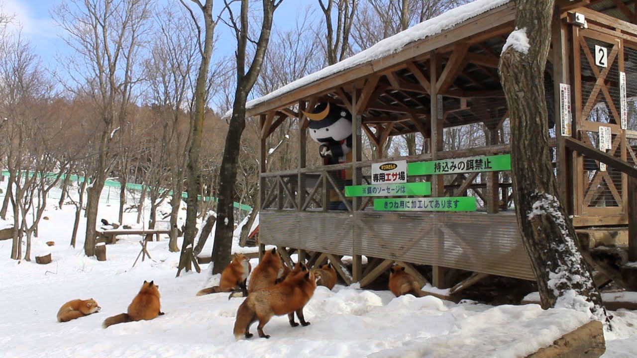 「むすび丸の【伊達な旅】日記」宮城蔵王キツネ村編