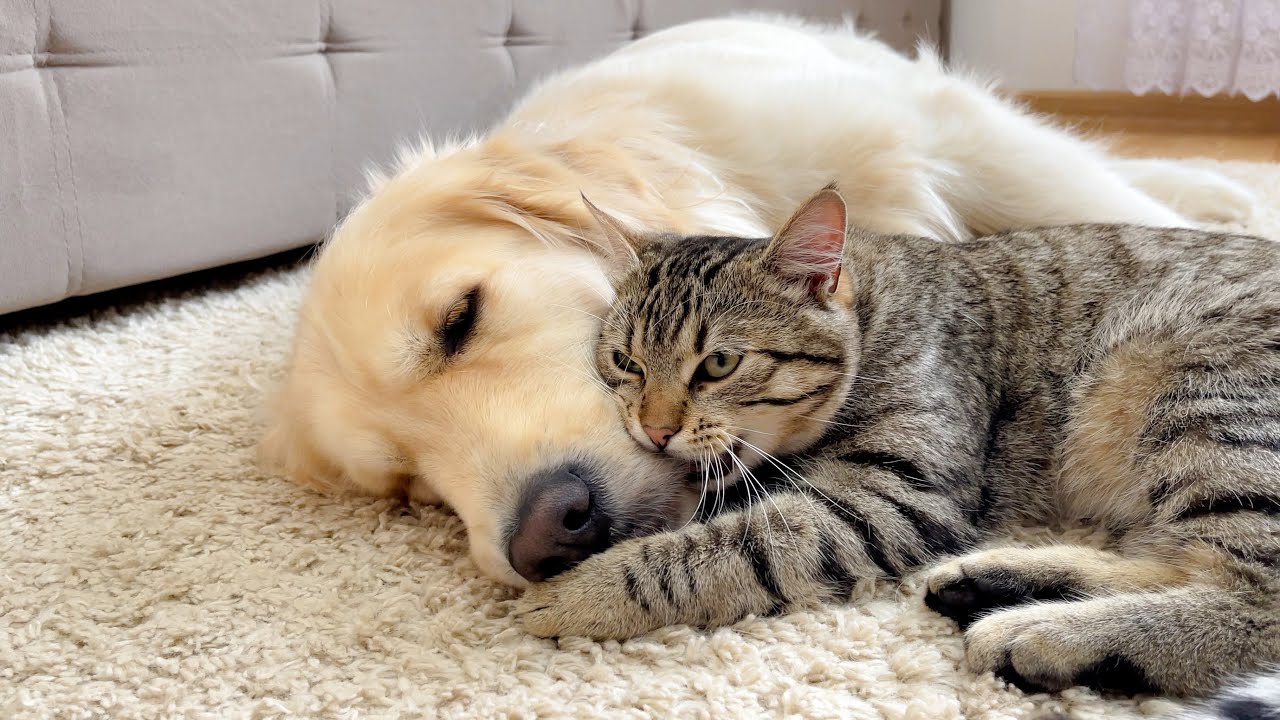 Playful Cat Bullies Golden Retriever But Buddy Likes It [So Funny!!]