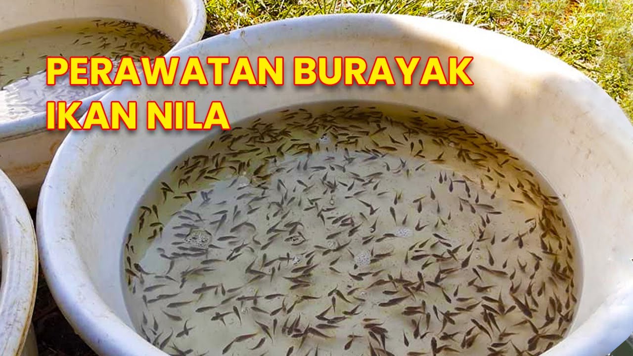CARA MERAWAT ANAK IKAN NILA YANG BARU MENETAS