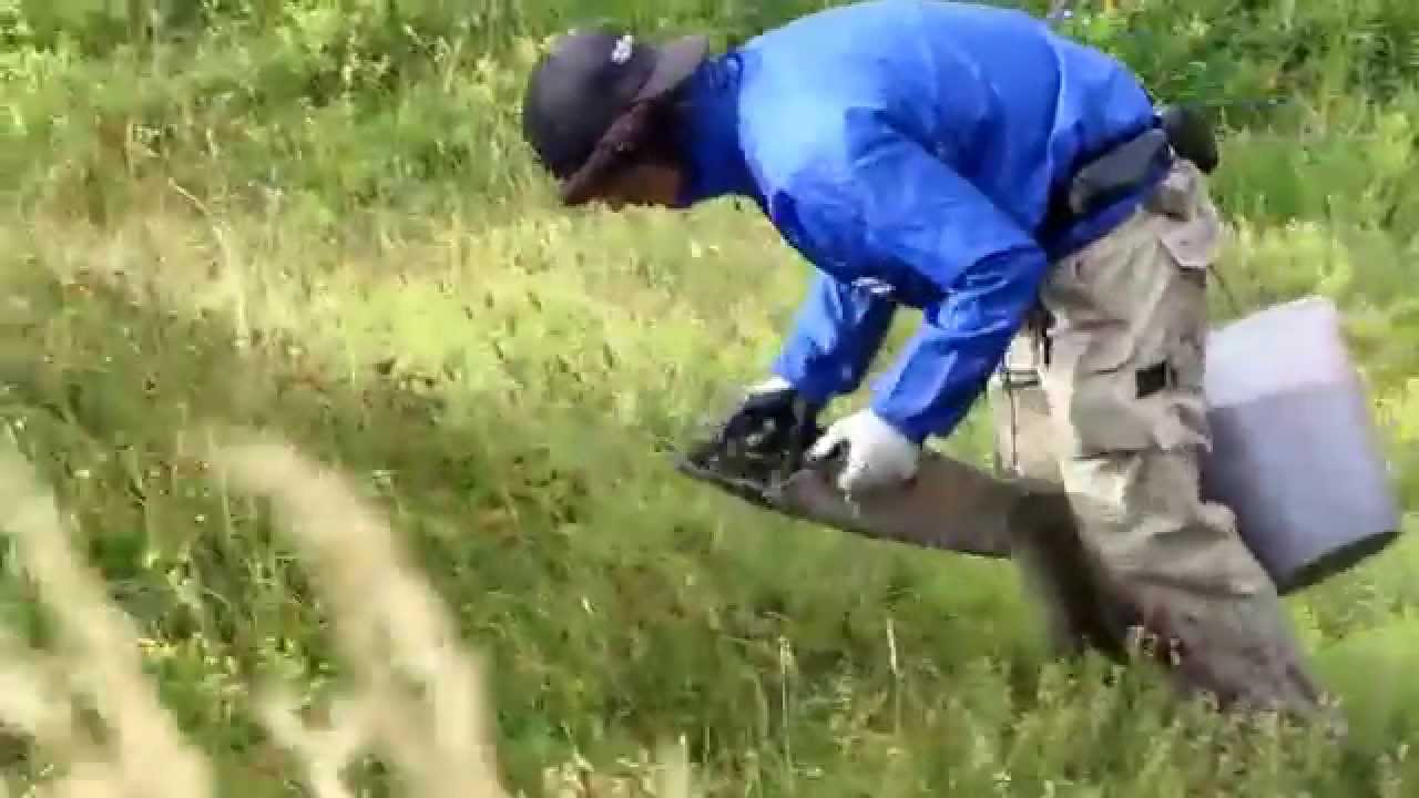 Raccolta del Mirtillo Nero dell'Appennino Modenese