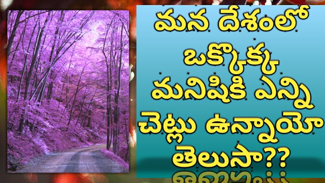 Interesting Facts #4||How many trees per person
