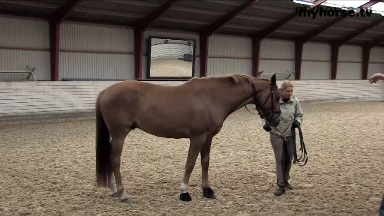 Fysioterapi for Hest og Rytter - Del 1