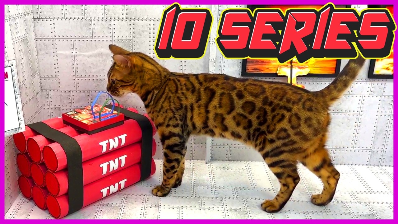 🐈 КОШКА ЗЛАТА В КАРТОННОМ МИРЕ (ВСЕ СЕРИИ)