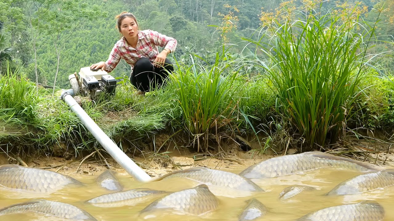 Catching 1500kg+ Giant Carp & Catfish by Hand in Muddy Fish Pond to Sell at the Market with my Kids