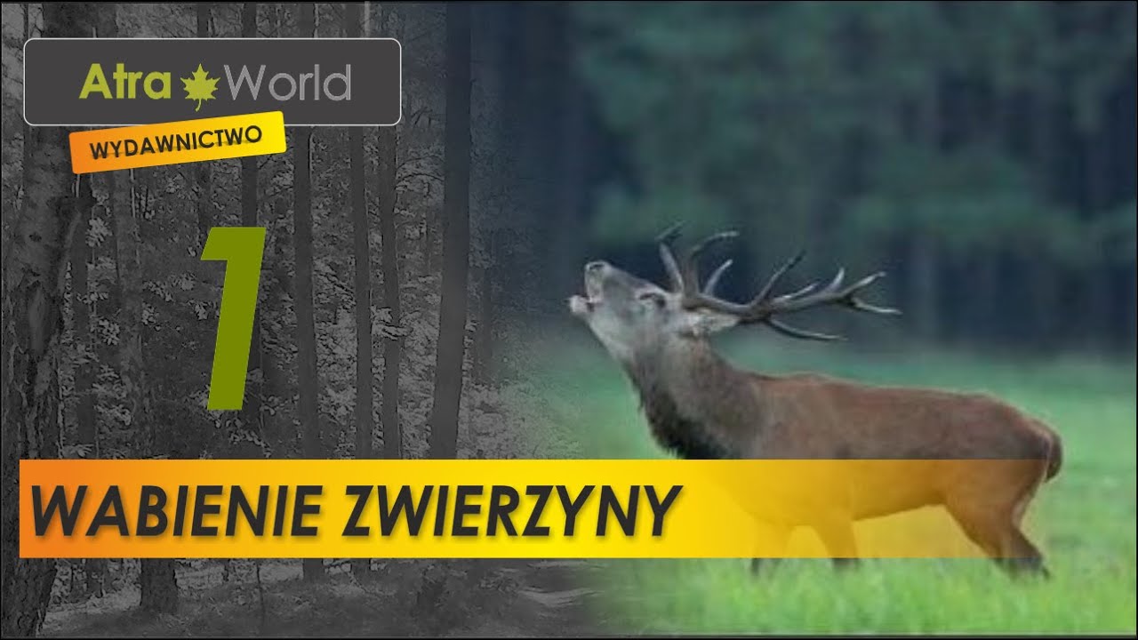 Wabienie zwierzyny