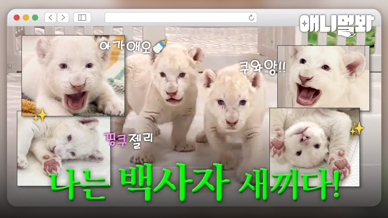 나는 태어난 지 2개월 된 백사자 새끼다 [애니멀봐 나새끼 특집호] I I'm 2 Month Old White Lion Baby