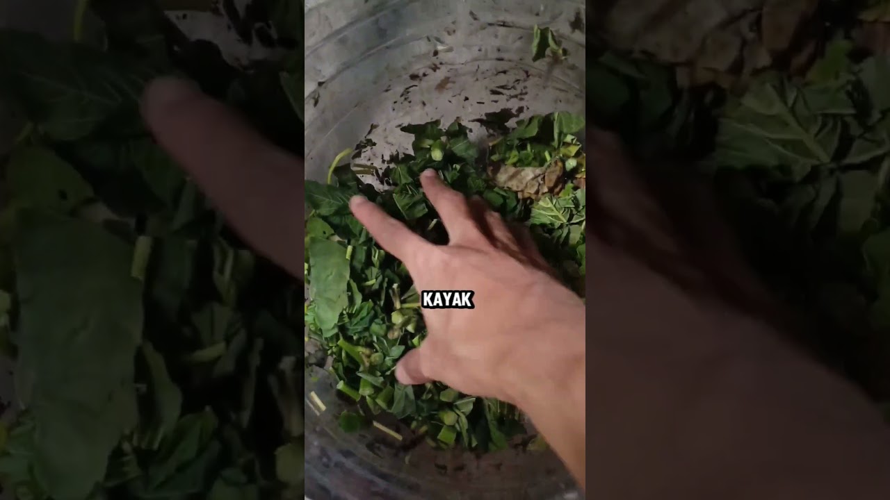 ternak ayam kampung modal kecil
