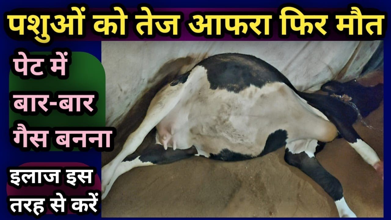 पशुओं को तेज आफरा(Tympany) फिर मौत||पेट में गैस बनना इलाज इस तरह से करें Bloat Treatment