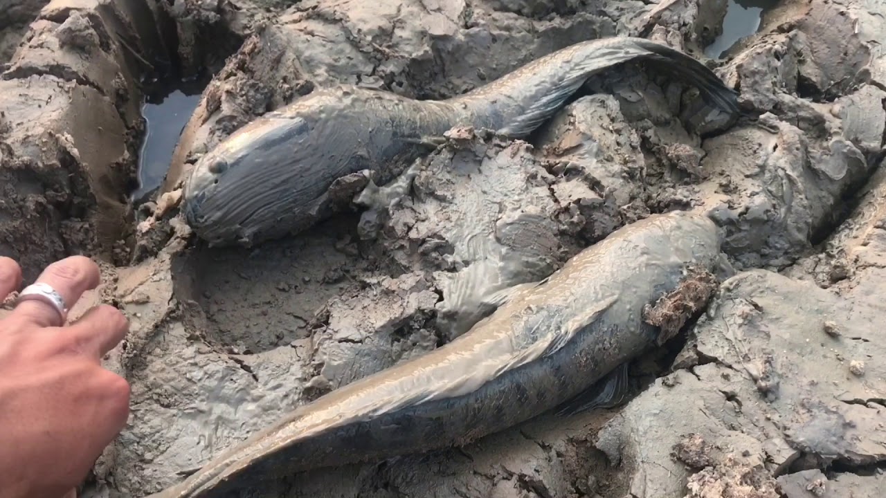 Snakehead fish Catching in Mud Water By Hand | Amazing catching snakehead fish.