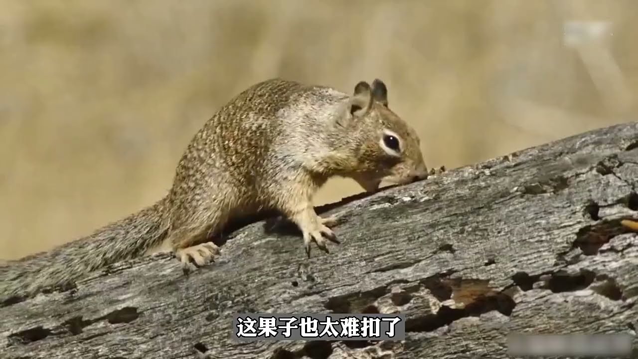 忍住不要笑：松鼠到啄木鸟家里偷吃橡果被抓咋办？看它如何化解尴尬瞬间