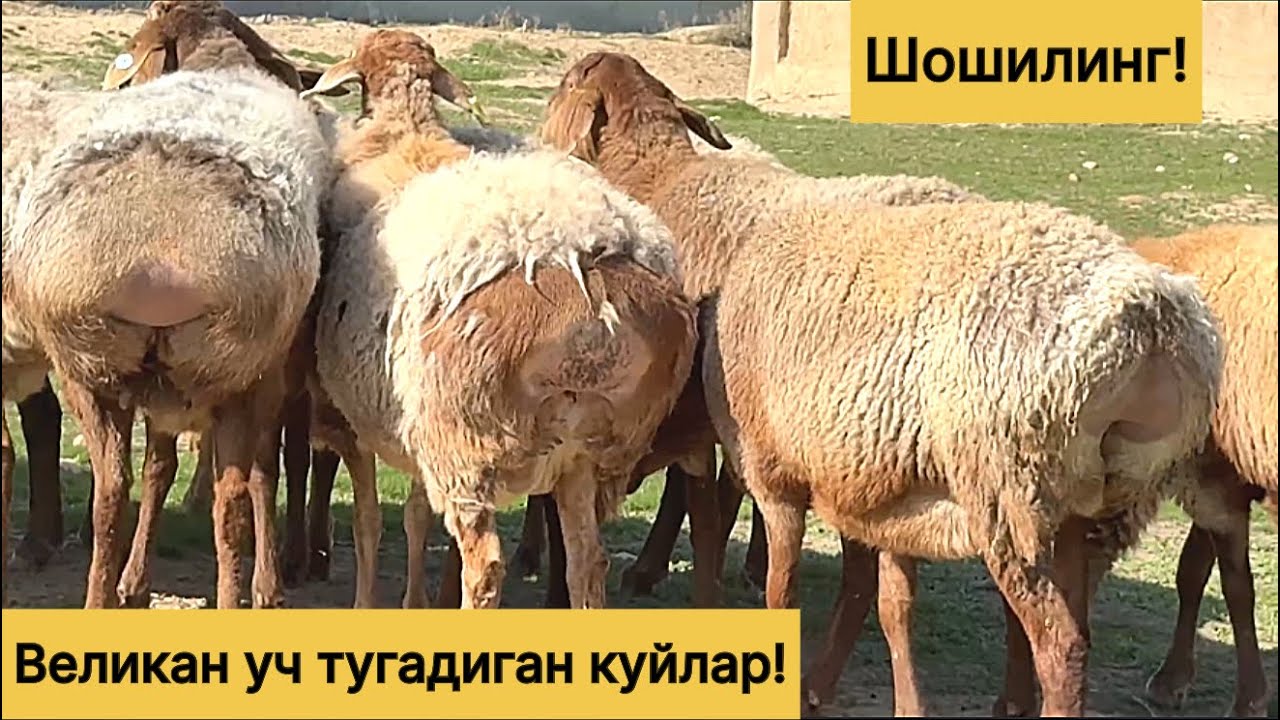 Великан эгизчи хиссори куйлар! 955860040☎️ 883100698☎️ 970703036☎️