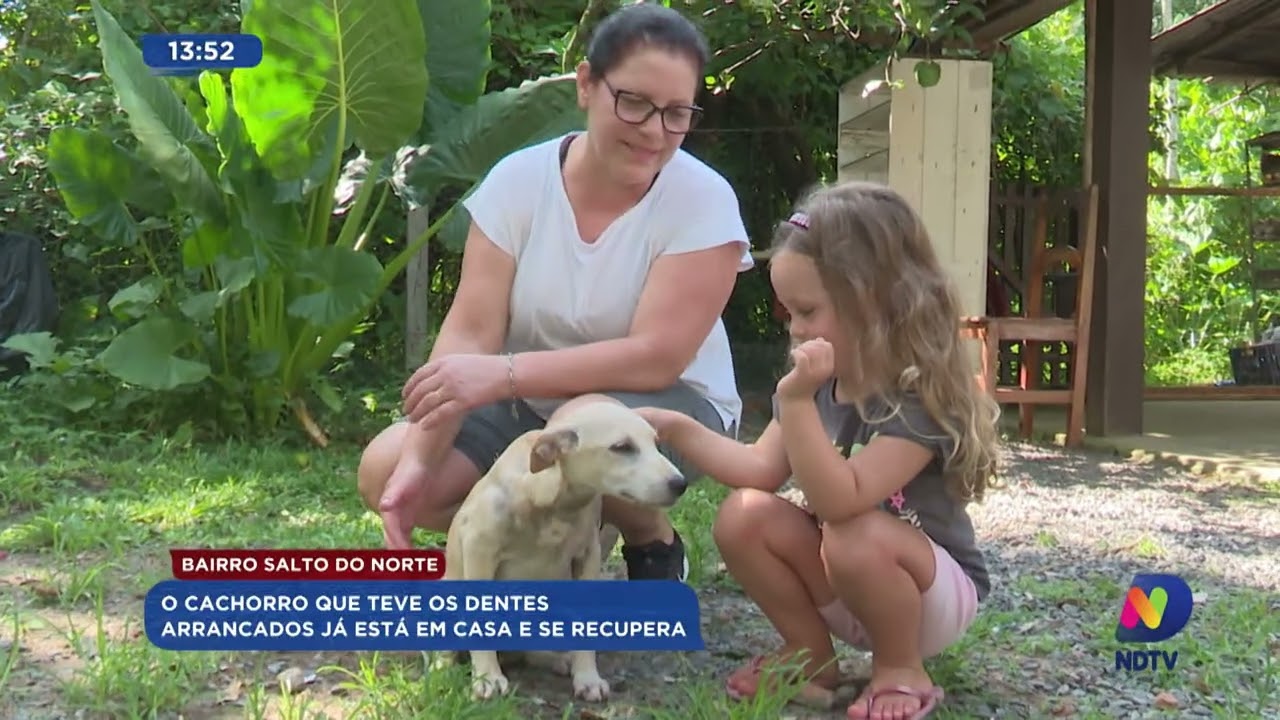 Bairro Salto do Norte: cachorro que teve os dentes arrancados já está em casa e se recupera