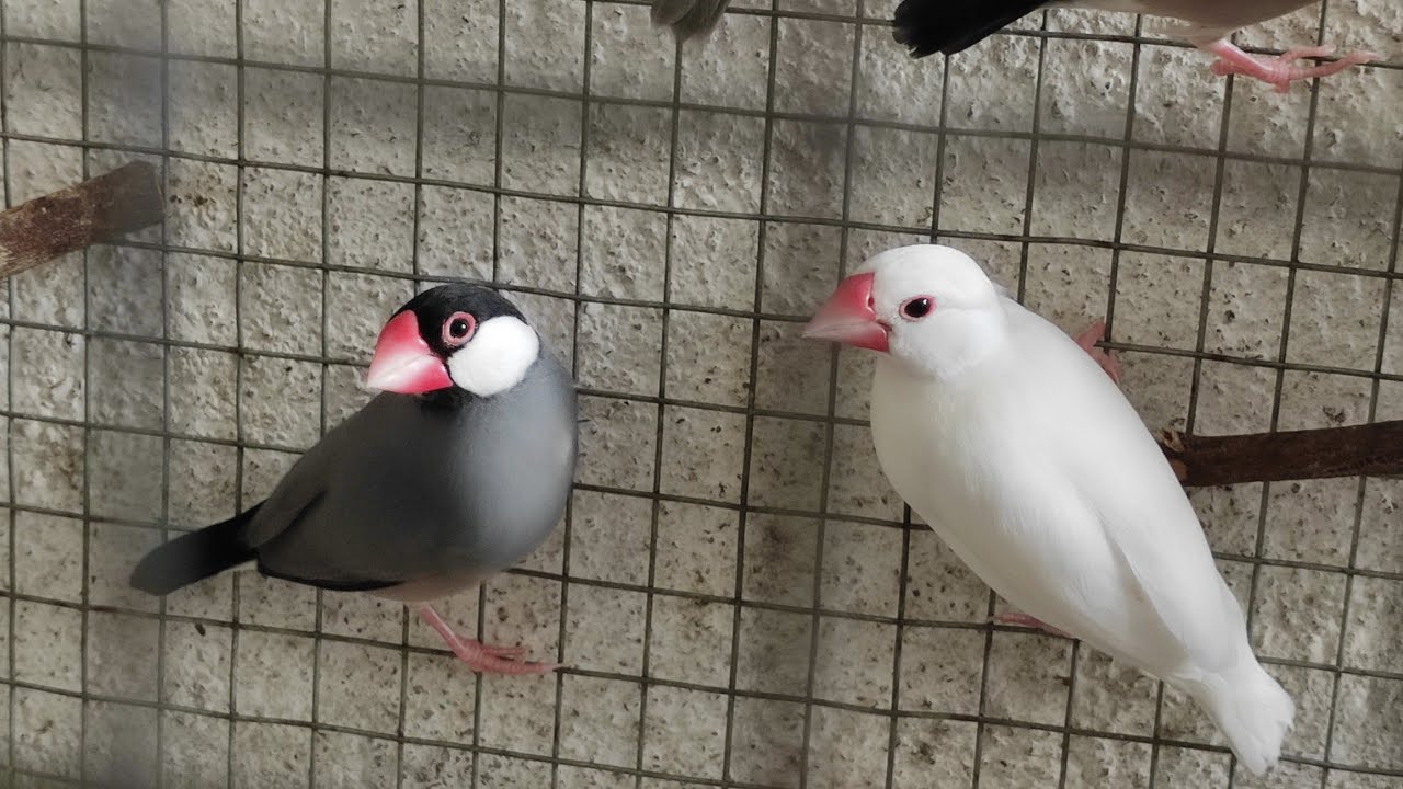 Java Sparrow Singing